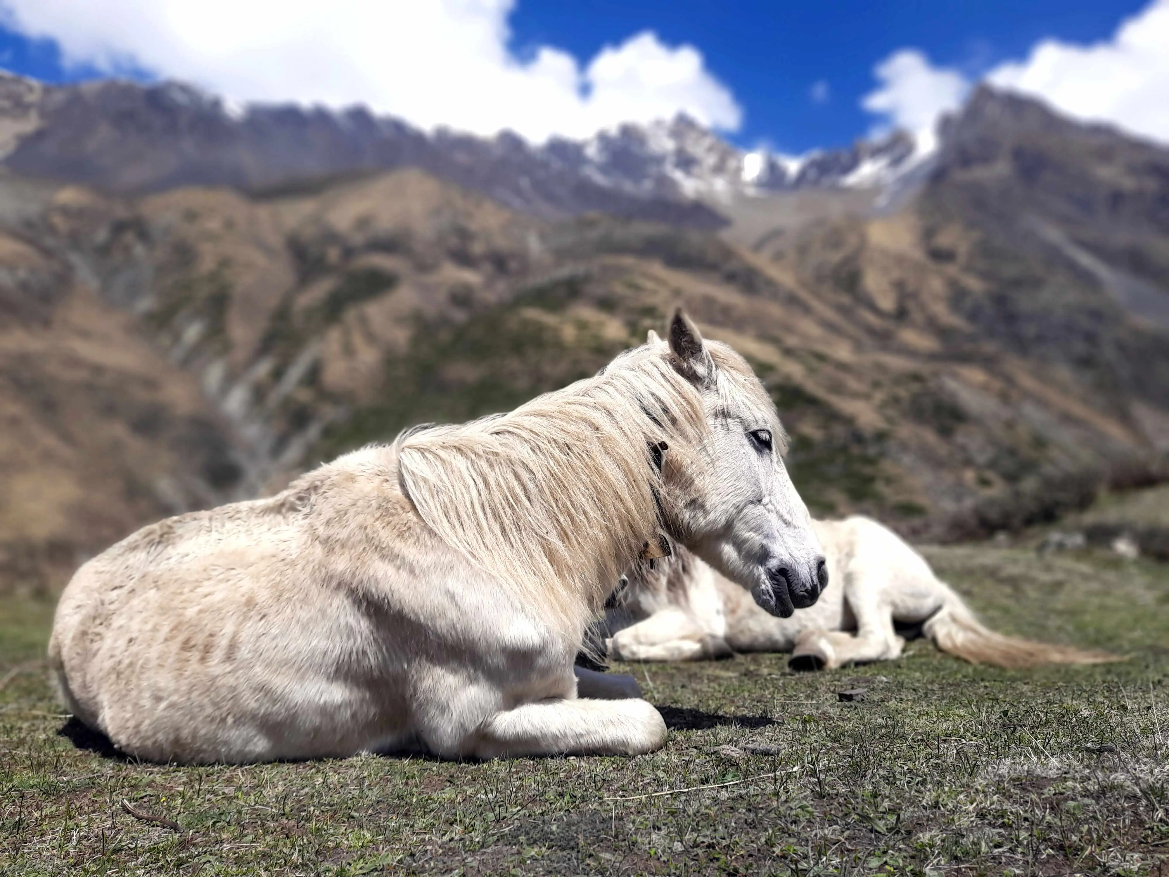 Annapurna Circuit trekking